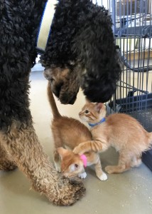 poppy and kittens in her care