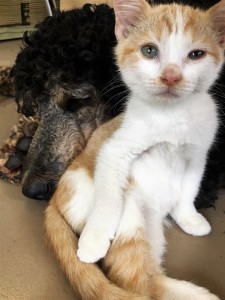 Poppy the Poodle mothers and plays with her latest foster kitten, Toby.