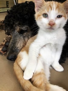 Poppy the Poodle mothers and plays with her latest foster kitten, Toby. 