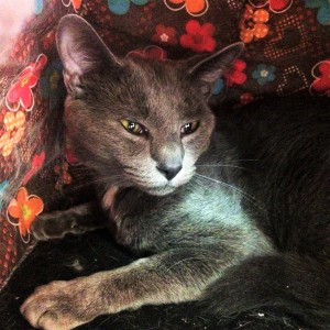 ZEPPELIN: Domestic Shorthair cat, male, 2 years old, gray, 8.7 pounds - $10
