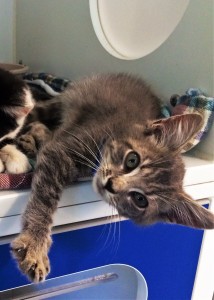 LOUIE: Domestic Shorthair kitten, male, 1-1/2 months old, gray and white, 2 pounds - $10