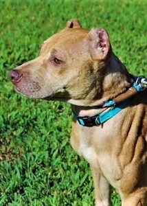 Tallulah is adopted by Deborah Winall of Trenton. The brindle Hound’s back left leg had to be amputated following a severe infection that threatened her life.  