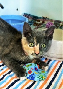 Domestic Shorthair cat, female, 3 months old, muted Tortoise Shell, 1.8 pounds - $10