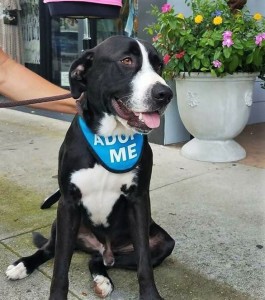 MONTI: Retriever mix, male, 1-1/2 years old, black with white, 59 pounds - $35 