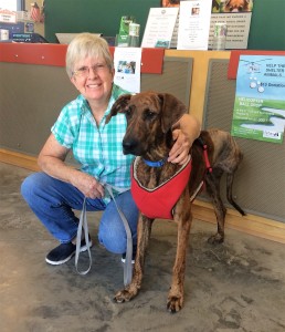 Tallulah is adopted by Deborah Winall of Trenton. The brindle Hound’s back left leg had to be amputated following a severe infection that threatened her life.  