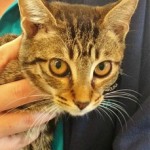 AGATHA: Domestic Shorthair kitten, female, 3 months old, black & gray Tabby, 3.4 pounds – $10  