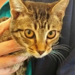 AGATHA: Domestic Shorthair kitten, female, 3 months old, black & gray Tabby, 3.4 pounds – $10