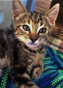 CLIO: Domestic Shorthair kitten, female, 2 months old, gray and black Tabby, 1.8 pounds - $10