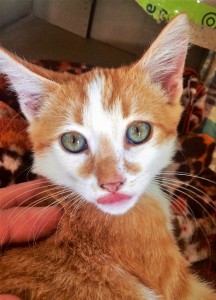 HILTON: Domestic Shorthair kitten, male, 3 months old, orange and white Tabby, 2.9 pounds – $10