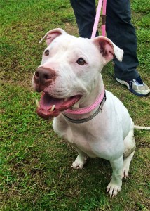 JENIVEVE: Mixed breed, female, 3 years old, white, 50 pounds – $35