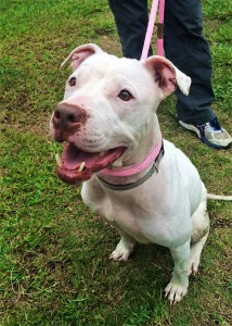 JENIVEVE: Mixed breed, female, 3 years old, white, 50 pounds – $35 