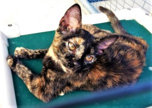 TESSA: Domestic shorthair cat, female, 4 months old, Tortoise shell, 3.6 pounds - $10