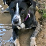 LINZY: Terrier mix, female, 3 years old, black & white, 47 pounds – $35