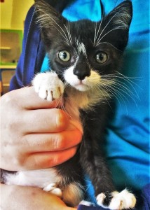 APOLLO: Domestic shorthair cat, male, 2 months old, black and white, 1.5 pounds - $10