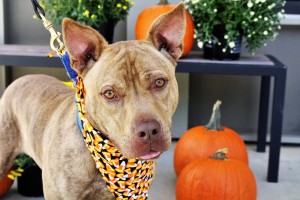 ARCHIE: Mixed breed, male, 1 year old, tan, 44 pounds – $35