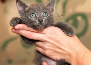 LIVIE THE KITTEN - NOT LIVVY