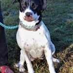 RILEY: Pointer mix, female, 1 year old, white and black, 44 pounds – $35