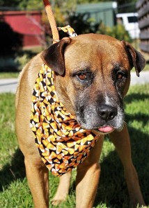 DELTA: Mixed breed, male, 4 years old, brown, 63 pounds – $35