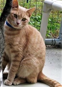 ERIK: Domestic shorthair cat, male, 1-1/2 years old, light orange Tabby, 10 pounds – $10 (available at Aiken PetSmart)