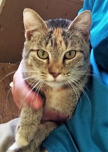 HATTIE: Domestic shorthair cat, female, 1-1/2 years old, gray and black Tabby, 5.5 pounds – $10