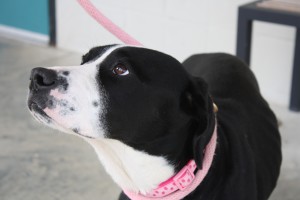 KELBIE: Retriever mix, female, 1-1/2 years old, black with white, 52 pounds - $35