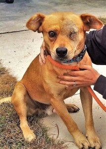 REMINGTON: Retriever mix, male, 2 years old, light brown and white, 46 pounds – $35