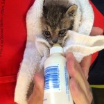 kitten bottle feeder