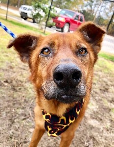 BOJACK: Shepherd mix, male, 8 years old, brown, 43 pounds, calm and sweet – $35