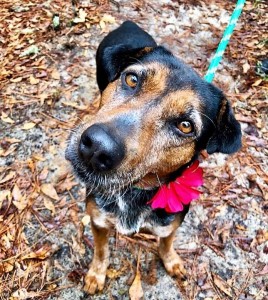BOO: Hound mix, female, 7 years old, black and red, 45 pounds – $0 (adoption sponsored by FOTAS donor)