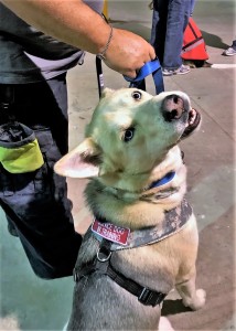 Blue, who was adopted from the Aiken County Animal Shelter, is in training to be a service dog for a local veteran.