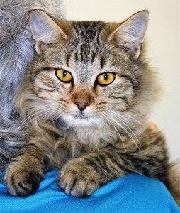 DEUCE: Domestic Medium-haired cat, male, 1 year old, black and brown Tabby, 5 pounds, very friendly - $10 (available at Aiken PetSmart)