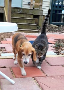 Benny and Leo hang out in the back yard.