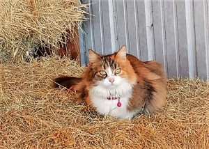 Adopted barn cat Callie gets comfy in her new digs, always ready to pounce on any mice that dare to wander onto her new owners' farm.