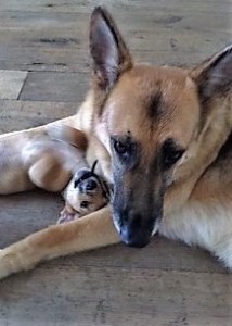 Sam Cato's German Shepherd, Max, cuddles a foster dog.
