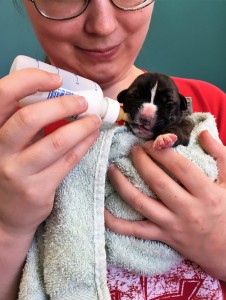 A foster puppy gets bottle fed.