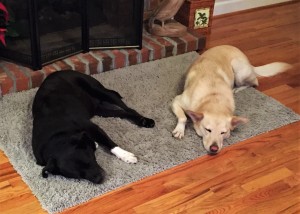 Arthur (left) at home with his new sibling, Jessie.