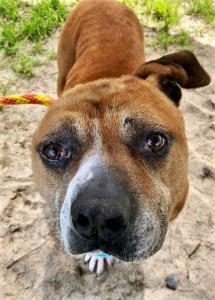 Biscuit lost an ear when he was attacked by a dog.