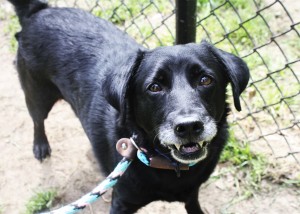 Bo is a senior but has the energy of a much younger dog.