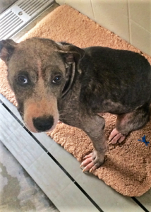 Max at the Shelter before his Demodex was cured.