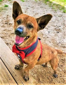 Otis is a happy, playful Corgi mix.