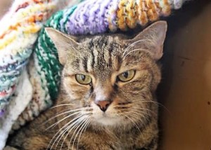 Since being surrendered, Lizzie hides under her blanket until a human comes to pet her.