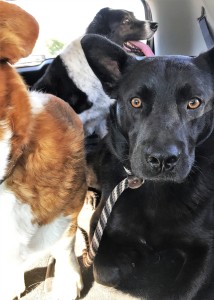 Keegan in Jackie Edel's car, learning to socialize with her dogs.