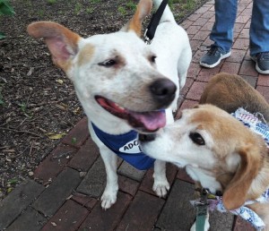 Petunia goes on a walk with adopted dog, Benny the Beagle.