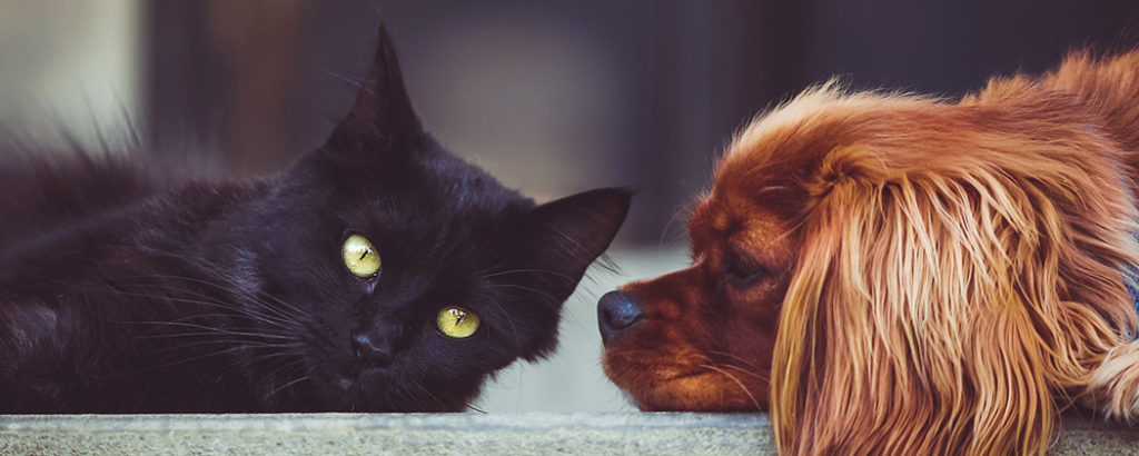Friends of the Animal Shelter | Aiken, SC