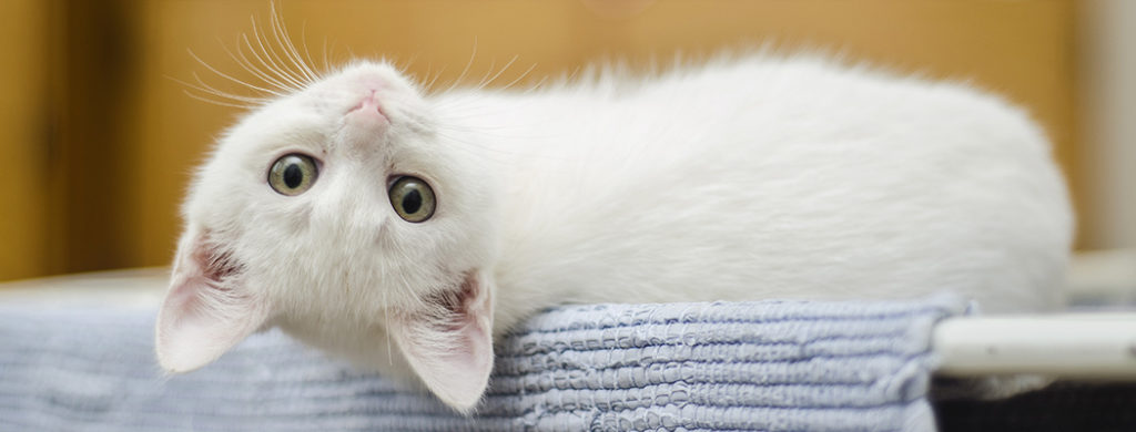 Friends of the Animal Shelter | Aiken, SC