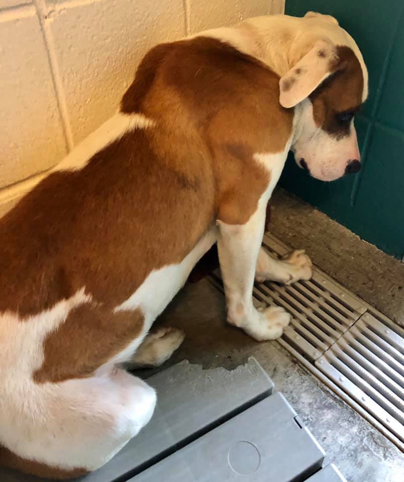 Frightened, Sad Shelter Dog Reminds Us We Can Still Make a Difference –  Friends of the Animal Shelter | Aiken, SC