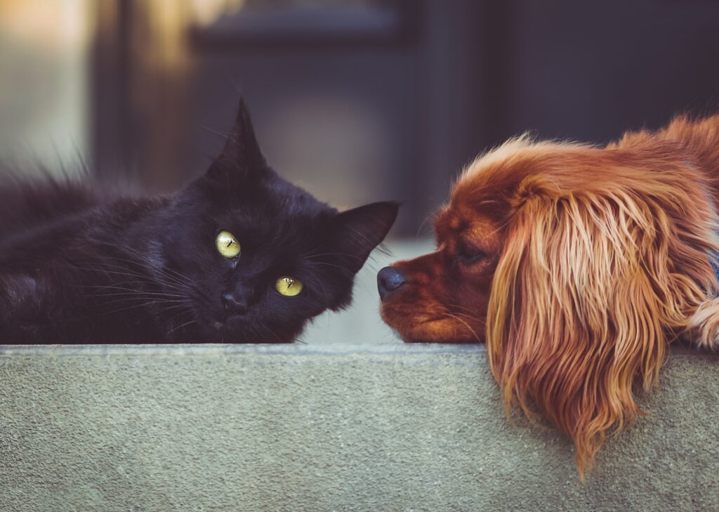 Friends of the Animal Shelter | Aiken, SC