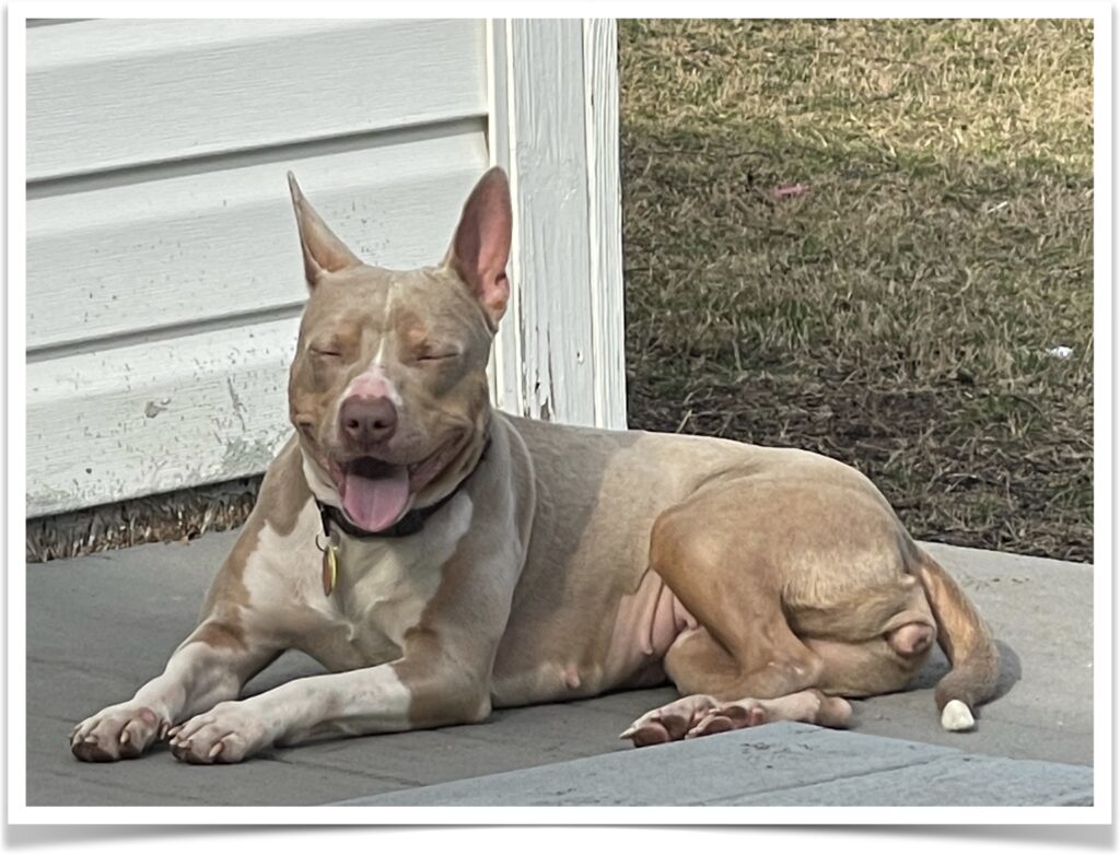 Friends of the Animal Shelter | Aiken, SC