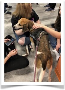 Hound mix Scooter (who’s since been adopted) visits Aiken Scholars Academy.