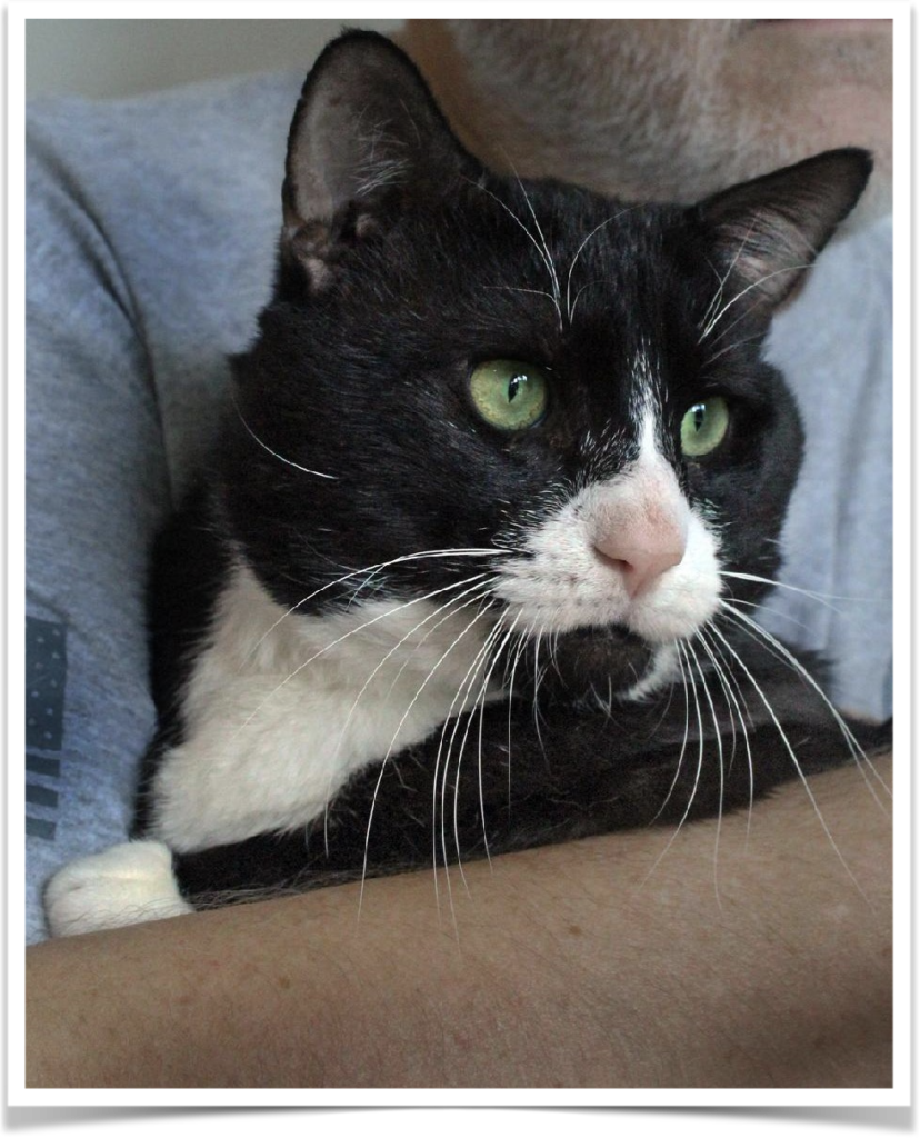FIV positive cat Tuxedo Bogartis hoping to be adopted soon.